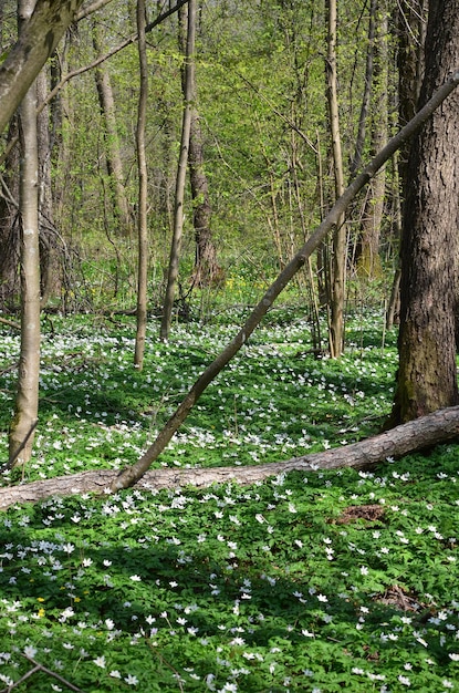 Hermoso bosque primaveral con anémonas florecientes