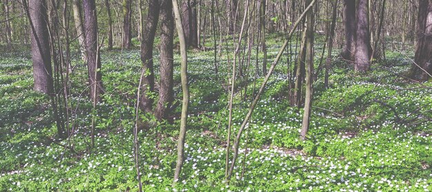 Hermoso bosque primaveral cubierto de flores cuando hace sol