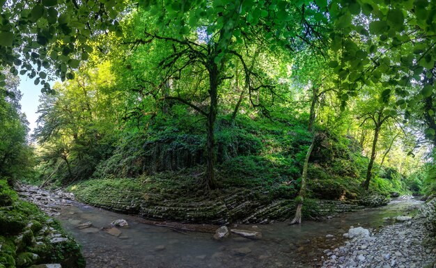 Hermoso bosque y río de montaña en el cañón de Psakho, Krai de Krasnodar, Rusia.