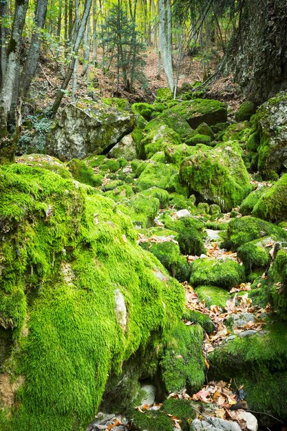 Hermoso bosque salvaje de otoño con un pequeño arroyo o río salvaje y coloridas hojas caídas Bosque ucraniano en otoño Bosque oscuro