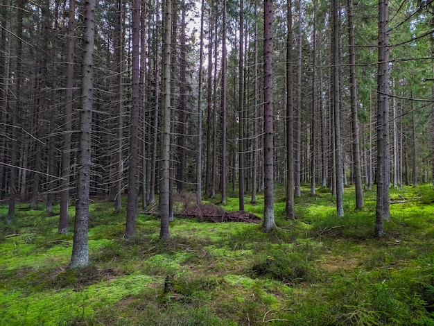 Hermoso bosque en los suburbios de Sain-Petersburg.