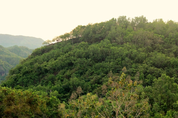 Hermoso bosque en la tarde