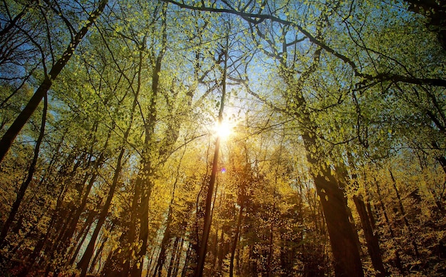 Hermoso bosque en la temporada de otoño y foto de la luz del sol