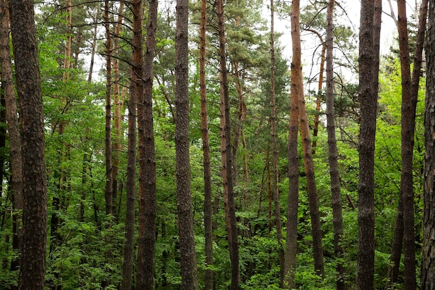 Foto hermoso bosque verde con árboles y plantas.