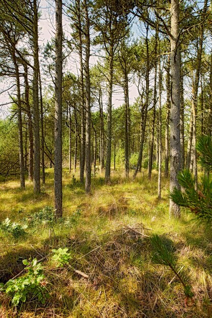 Hermoso bosque verde y exuberante en primavera altos pinos que crecen con la naturaleza en armonía y espacio de copia Tranquila mañana de verano tranquila con vistas a una jungla tranquila zen y aire fresco relajante