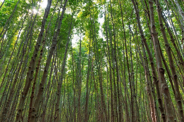 Hermoso bosque verde lloviendo día