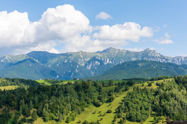 Hermoso bosque verde en las montañas