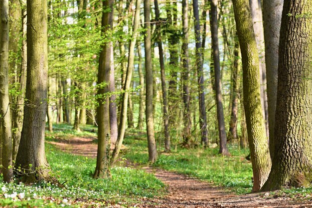 Hermoso bosque verde en primavera Fondo de naturaleza con el sol