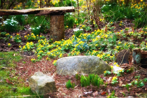 Hermoso bosque verde y relajante con rocas y un banco para disfrutar de la paz, la tranquilidad y las vistas de la naturaleza. Tranquilo zen y misterioso jardín con plantas y flores al aire libre durante el verano o la primavera.