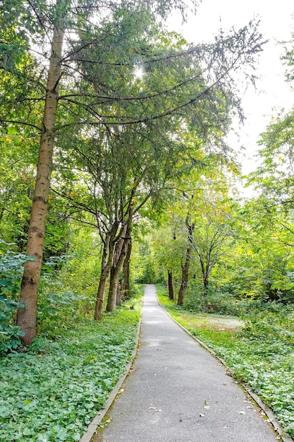 Hermoso bosque verde en verano. Camino de campo, camino, camino, carril, camino en un día soleado en el bosque de la primavera.