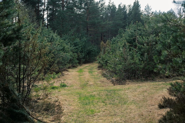 Hermoso bosque verde en verano Vitebsk región Bielorrusia