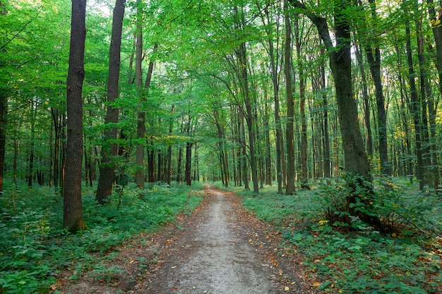 Hermoso bosque verde en verano