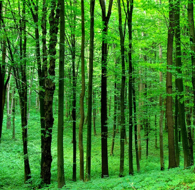 Hermoso bosque verde