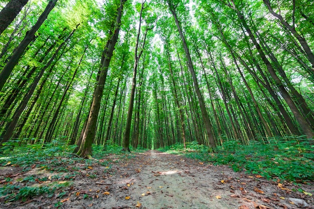 Hermoso bosque verde