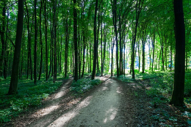 Hermoso bosque verde