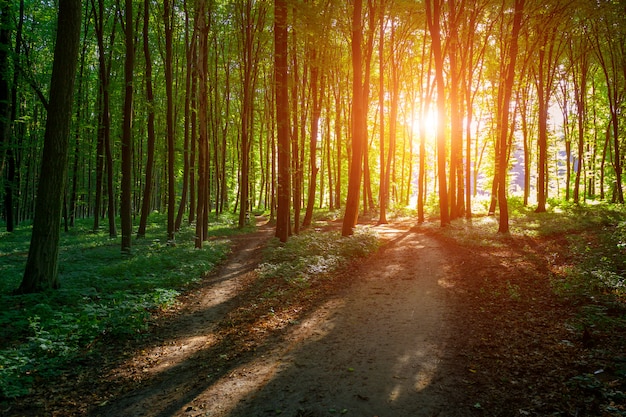 Hermoso bosque verde