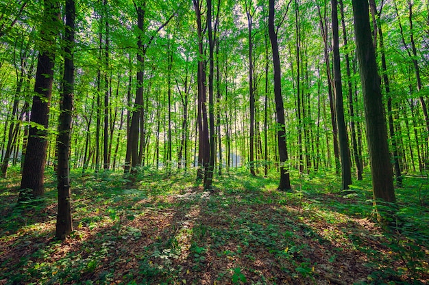 Hermoso bosque verde