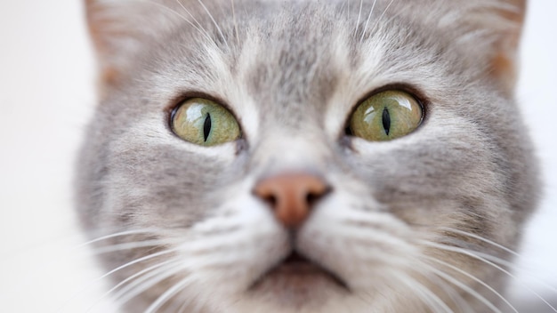 Hermoso bozal de gato con ojos verdes concepto de mirada astuta de gato