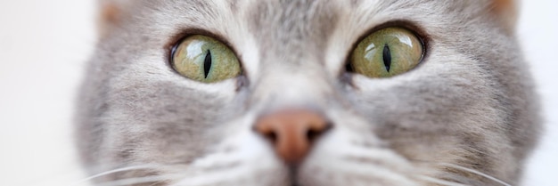 Hermoso bozal de gato con ojos verdes concepto de mirada astuta de gato