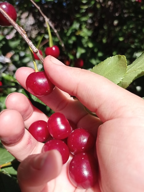 hermoso, brillante, maduro, jugoso, fruta, baya, rojo, cereza, cosecha, al aire libre, horticultura, jardín