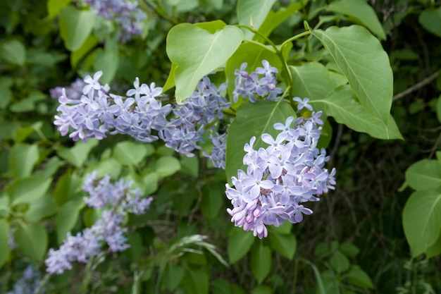 Hermoso y brillante primer plano de lila fresca en el jardín