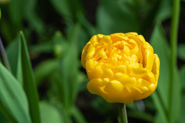 Hermoso y brillante tulipán amarillo terry peony tulipán closeup