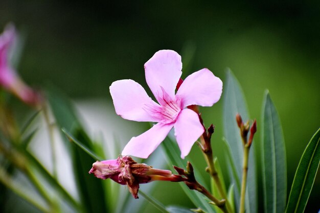 Un hermoso brote de una sola flor