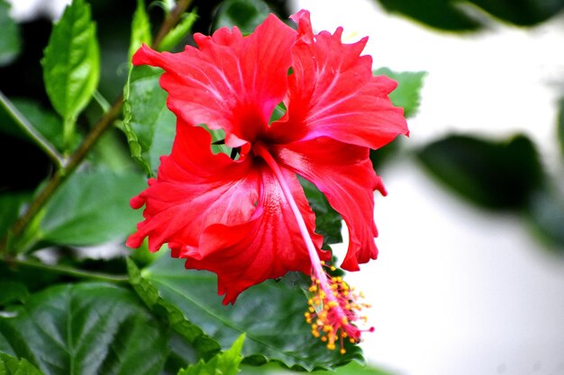 Un hermoso brote de una sola flor