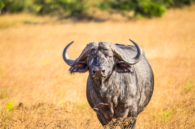 Un hermoso búfalo africano en el parque nacional de Masai Mara, animales salvajes en la sabana. Kenia