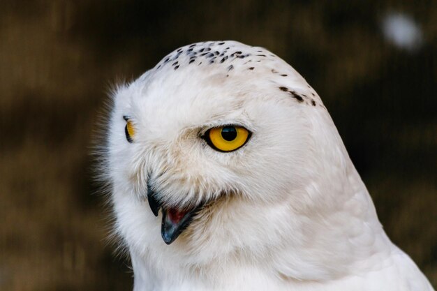 Hermoso búho blanco con ojos amarillos y pico