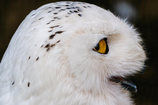 Hermoso búho blanco con ojos amarillos y pico