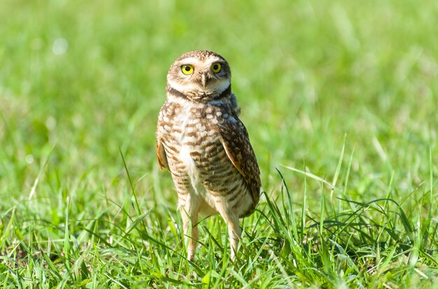 Hermoso búho en campo abierto