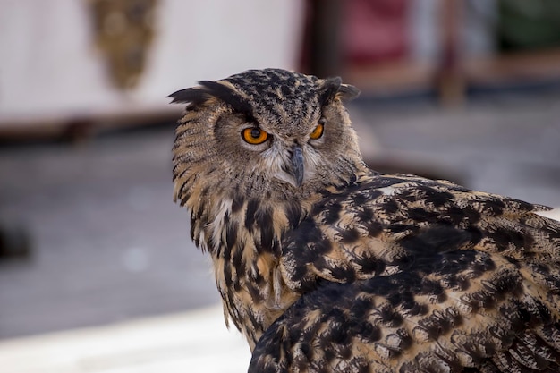 hermoso búho en una feria medieval con exhibición de aves rapaces