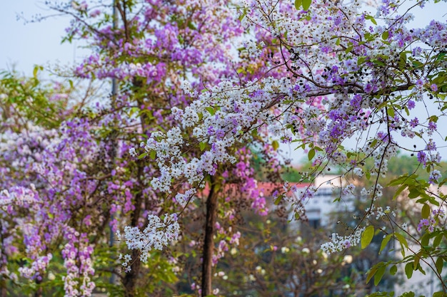 Hermoso bungor floreciente Lagerstroemia loudonii Teijsm Binn flores árbol de bungor tailandés y hojas verdes con el parque en el fondo de cielo azul de primavera Tailandia