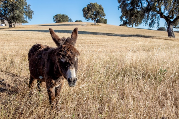 Hermoso burro marrón