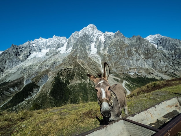 Un hermoso burro con el telón de fondo del Mont Blanc Un animal salvaje intenta comer de las manos