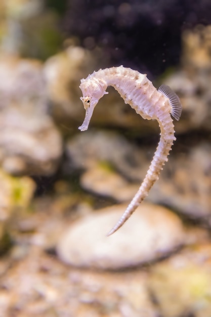 Hermoso caballito de mar en el acuario