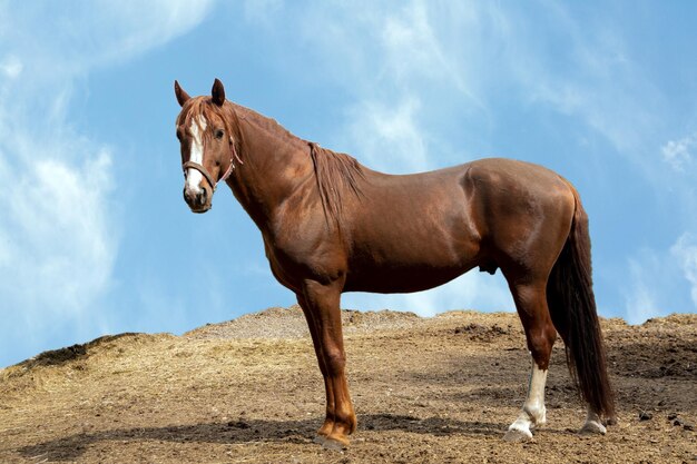 Hermoso caballo se alza contra el cielo azul con espacio de copia