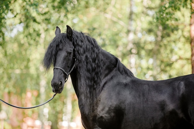 Hermoso caballo andaluz en campo. Detalle de cabeza de caballo negro con pestañas