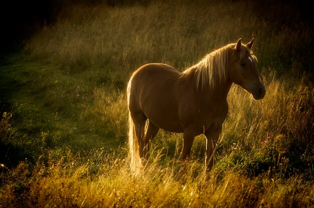 Hermoso caballo bayo pasta en las montañas al atardecer increíble hipster soleado fondo natural