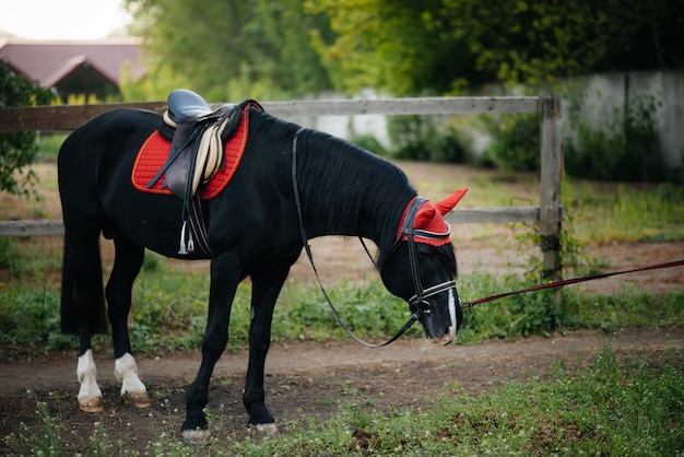 Un hermoso caballo bien cuidado en plena marcha pastando en una granja entre los árboles. Granja