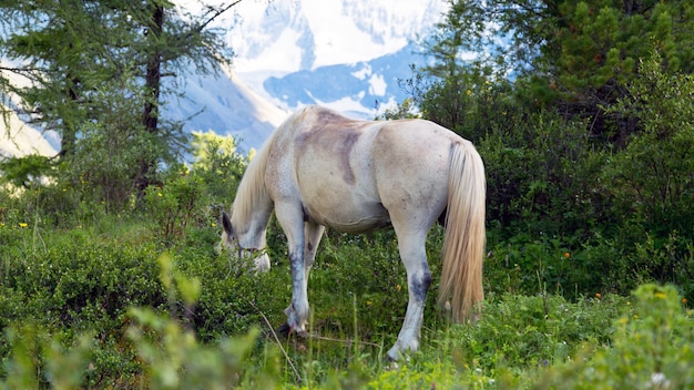 Hermoso caballo blanco en el bosque.