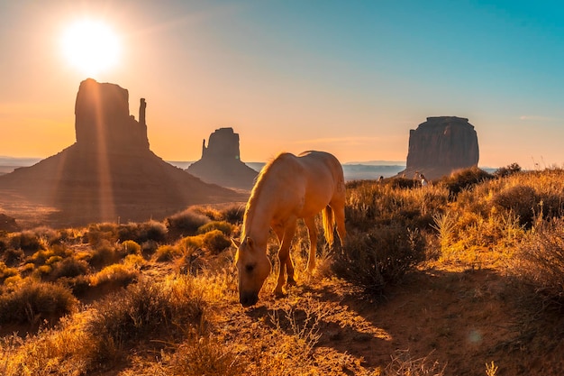 Un hermoso caballo blanco comiendo en el amanecer de Monument Valley Utah