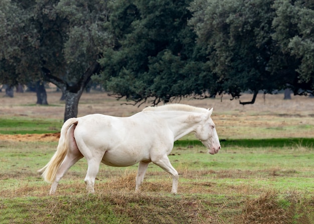 Foto hermoso caballo blanco en el countyside