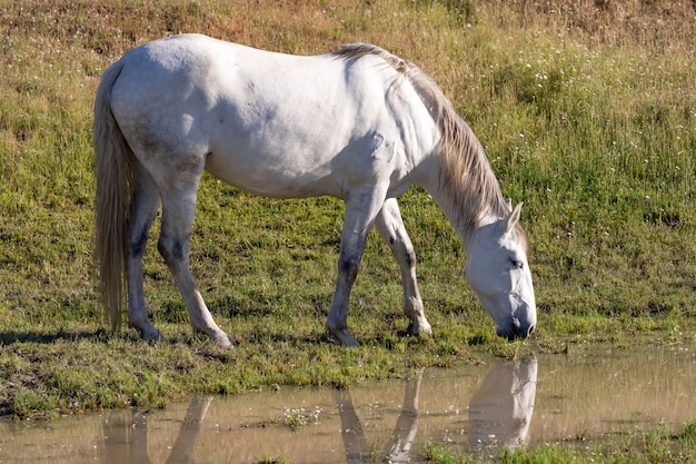 Hermoso caballo blanco en el countyside