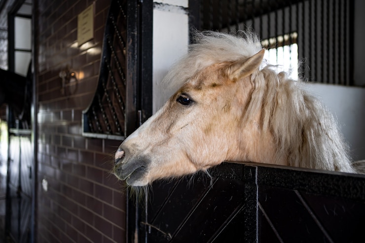 Foto hermoso caballo blanco con una exuberante melena en un establo del establo. club ecuestre y clases de equitación