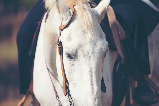 Hermoso caballo blanco con melena larga retrato