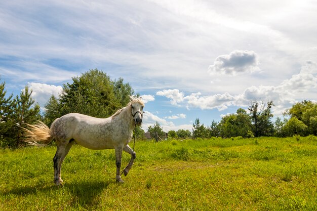 Hermoso caballo blanco en pasto con hierba verde