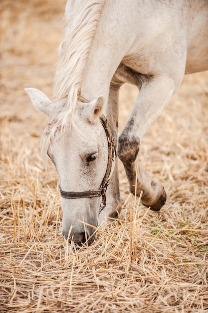 Hermoso caballo blanco. Primer plano de hermoso caballo blanco comiendo heno mientras está de pie en el campo