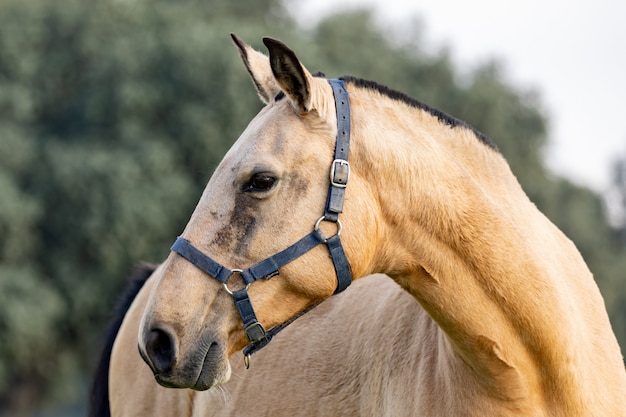 Hermoso caballo en el campo.